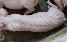Lợn phải tiêu hủy do dịch bệnh được hỗ trợ 40.000 đồng/kg hơi
