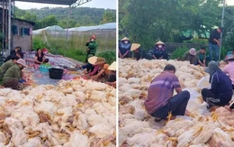 Hơn 10.000 con gà chết ngạt trước ngày xuất chuồng, chủ trang trại mất trắng tiền tỷ