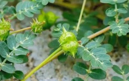 “Cỏ rác” mọc đầy làng quê Việt, giờ hóa “cỏ kim cương” được dân buôn săn lùng “Cỏ rác” mọc đầy làng quê Việt, giờ hóa “cỏ kim cương” được dân buôn săn lùng