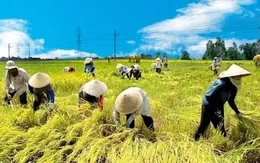 Đưa nông sản Việt vượt bão thuế, hướng tới kim ngạch 65 tỷ USD