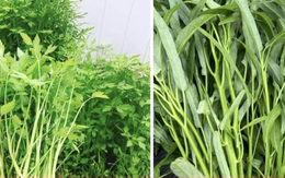 Chuyên gia cảnh báo những loại rau là 'ổ sán', không nên ăn sống