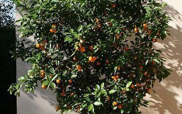 Người thông minh bí mật trồng 5 cây cảnh trong nhà: Gia tăng vận khí, hút lộc vào như nước