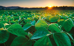 Loạt DN nông nghiệp Việt Nam dồn dập ký hợp đồng tỷ USD với Mỹ