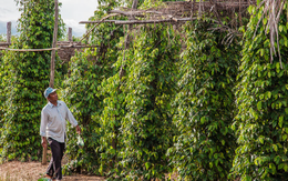 Một loại ‘sản vật’ của Việt Nam được Mỹ, Ấn Độ liên tục săn lùng: Nước ta xuất khẩu bằng cả thế giới cộng lại, giá liên tục tăng phi mã