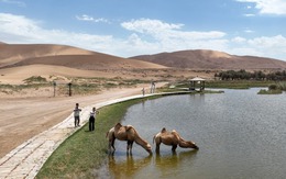 Không phục cảnh "cát nuốt chửng người", Trung Quốc xây ‘Vạn Lý Trường Thành’ thứ 2 chấn động thế giới: Cây phủ cát dài 1.856 km, bao quanh khu vực rộng bằng Hungary