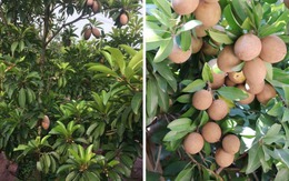 5 cây được khuyên NÊN trồng trước nhà: Phong thủy hanh thông, tài lộc "không cầu mà tự đắc"