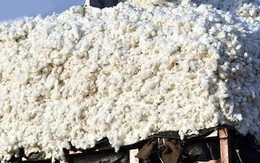 Hàng trăm nghìn tấn 'vàng trắng' từ Mỹ ồ ạt tràn về Việt Nam với giá siêu rẻ: nhập khẩu tăng hơn 100%, nước ta tiêu thụ 1,5 triệu tấn/năm Hàng trăm nghìn tấn 'vàng trắng' từ Mỹ ồ ạt tràn về Việt Nam với giá siêu rẻ: nhập khẩu tăng hơn 100%, nước ta tiêu thụ 1,5 triệu tấn/năm