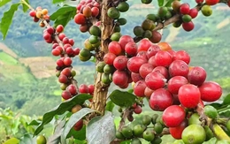 Thuế quan của ông Trump đối với Brazil làm rung chuyển thị trường cà phê