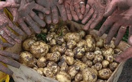 Loại củ đắt đỏ bậc nhất thế giới, giá 29 triệu đồng/kg, chỉ duy nhất một nơi có Loại củ đắt đỏ bậc nhất thế giới, giá 29 triệu đồng/kg, chỉ duy nhất một nơi có