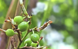 Việt Nam sở hữu 1 loại quả hiếm đắt thứ 3 thế giới: Thu về hơn 15 triệu USD trong nửa đầu năm, trên 3 năm mới có thể thu hoạch