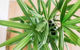 Chỉ cần trồng trong nhà, loại cây này sẽ âm thầm “nuốt” bụi mịn, lọc khí độc mỗi ngày