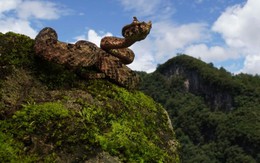 Loài rắn có sừng chỉ có ở Việt Nam: "Mất tích" nhiều thập kỷ, khiến giới khoa học quốc tế đổ về tìm kiếm