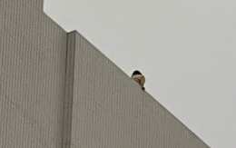 Giải cứu người phụ nữ trèo lên nóc tòa nhà Bệnh viện Bạch Mai, Hà Nội