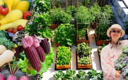 Mê mẩn khu vườn sân thượng đẹp 'như vẽ bằng AI' của mẹ đảm Đà Nẵng Mê mẩn khu vườn sân thượng đẹp 'như vẽ bằng AI' của mẹ đảm Đà Nẵng