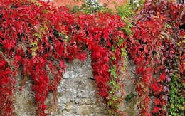 Loài cây đổi màu như "tắc kè hoa", trồng trước nhà tài lộc sinh sôi, cây càng thịnh người càng vượng