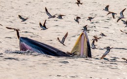 Loài vật hiếm có bỗng xuất hiện liên tục ở biển Gia Lai: Nhiều người Việt vui mừng