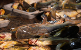 Mỹ ‘gom hàng sớm’ một mặt hàng: Việt Nam thu về hơn 900 triệu USD, sản lượng chiếm gần một nửa của thế giới