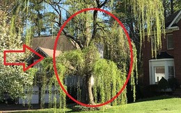 4 loại cây tưởng lành hoá dữ: Đẹp cũng đừng trồng trước nhà kẻo vận khí trôi tuột