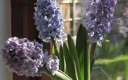 Bật cười 4 loài cây "giả chết" khi nắng nóng, đừng vội vàng vất chúng đi kẻo khóc ròng tiếc nuối