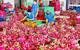 Nông sản Việt 'tắc đường' sang châu Âu