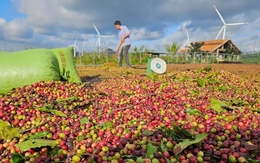 Một doanh nghiệp nhận ký gửi nông sản bị tố chiếm đoạt số tiền 'khủng'