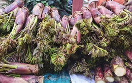 Việt Nam có loại rau mọc dại, người Trung Quốc ví là “cao lương mỹ vị số 1 thế giới”: Tốt hơn cả nhân sâm