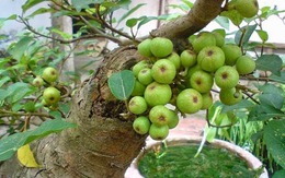 Cây sung nên trồng trước cổng hay phía sau nhà thì hợp phong thủy?