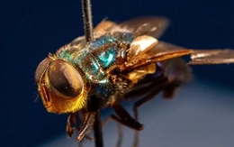 Tại sao Mỹ có kế hoạch nuôi hàng triệu con ruồi và thả chúng từ máy bay?