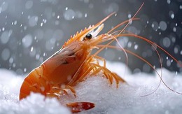 Tôm tiêm hormone có 4 dấu hiệu lồ lộ, rẻ mấy cũng quyết KHÔNG MUA