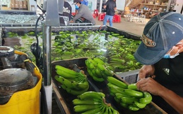 Sau sầu riêng, đâu là loại trái cây tỉ đô mới của Việt Nam?