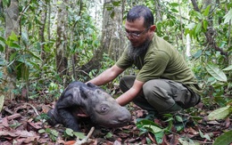 Loài vật quý hiếm bậc nhất hành tinh: Chỉ còn chưa đến 50 cá thể, Việt Nam từng là nơi sinh sống của chúng