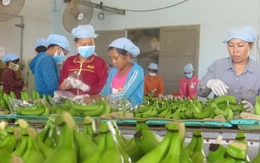 Sau sầu riêng, lộ diện 'át chủ bài’ của nông sản Việt