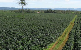 Quốc gia Bắc Phi với 46 triệu dân cực chuộng thức uống từ "vàng đen" Việt Nam: Đắk Lắk trồng rất nhiều