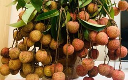 7 nhóm người nên hạn chế ăn vải 7 nhóm người nên hạn chế ăn vải