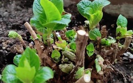 4 loại cây càng trồng càng xui xẻo, rước bực tức, thậm chí chuốc họa vào người 4 loại cây càng trồng càng xui xẻo, rước bực tức, thậm chí chuốc họa vào người