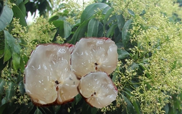 "Đặc sản hiếm" vị ngọt thanh, cùi giòn như thạch của VN lên cơn sốt, có tiền chưa chắc đã mua được