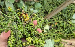 Giá tiêu giảm mạnh, tiêu Đắk Lắk vẫn cao nhất