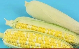 Những thực phẩm tránh kết hợp với ngô
