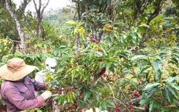 Khoảng trống trong dự thảo sửa đổi Nghị định 103/2024/NĐ-CP