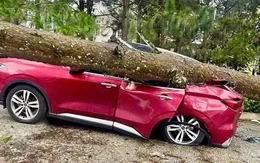 Lâm Đồng: Mưa lớn, gió mạnh quật đổ nhiều cây xanh, đè bẹp xe ô tô, tốc mái nhà