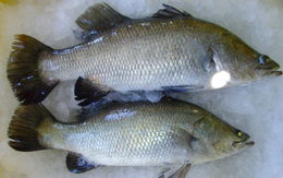 Loài cá ngọt thịt ít xương, tốt hơn cá hồi, ngon như cao lương mỹ vị: Cứ gặp ở chợ là phải mua ngay