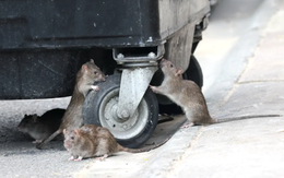 Khó tin: Người dân Anh khốn đốn vì chuột “to bằng mèo”, rác thải tràn lan, cửa nhà không dám mở