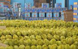 Xuất hiện cứu tinh cho ngành sầu riêng Việt Nam: Xuất khẩu tăng gấp 3 lần, đến Thái Lan cũng mạnh tay chốt đơn