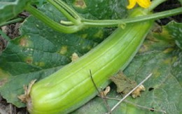 4 loại rau quả "không thuốc trừ sâu" lại bổ như sâm, gặp ở chợ nhanh chóng mua ngay kẻo hết