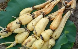 4 loại rau chứa đầy ký sinh trùng nhưng nhiều người vẫn vô tư ăn sống, tái mỗi ngày