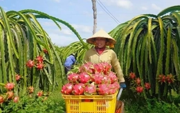 Nông sản 'tắc đường' vào EU, Bộ Nông nghiệp và Môi trường có động thái gì?