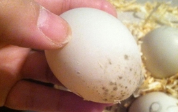 Trứng có hạn sử dụng hay không? KHÔNG CẦN BIẾT để bao lâu, vỏ trứng 'dính' 4 đặc điểm này phải vứt ngay, đừng tiếc!