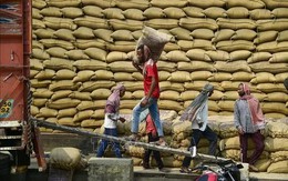 Ấn Độ khó tìm khách hàng mua gạo