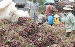 Cần Thơ phản bác thông tin 1 giám đốc doanh nghiệp nói "hơn 1.000 người bị mù do trồng hành tím"