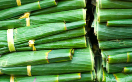 Loại lá người Việt dùng gói bánh, gói xôi "thăng hạng" thành mặt hàng triệu đô, xuất khẩu khắp Âu Á